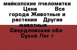  майкопские пчеломатки F-1  › Цена ­ 800 - Все города Животные и растения » Другие животные   . Свердловская обл.,Сухой Лог г.